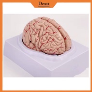 Human Brain Anatomy Educational Model / Model Anatomi Otak Manusia / For Teaching Human Brain Anatom