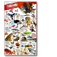 Sách Dkfindout! Animals Poster Áp Phích Hơn 50 Loài Động Vật - Nhà Sách Á Châu Books