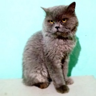 kucing british longhair male