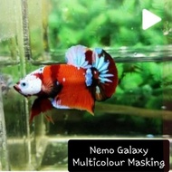 PROMO !!! MURAH Ikan cupang 1 PAIR Multicolour half mask full blocking