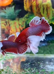 plakat Dumbo ear | cupang Dumbo ear