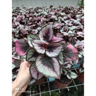 (T.G)Begonia rex salsa🌿