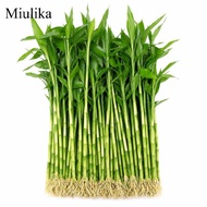 Miulika SiaBiced lucky bamboo plants