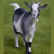 kambing pygmy goat american nigerian goat mini import sepasang pilihan