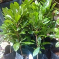 POKOK AJAIB THAILAND