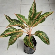 Aglaonema Butterfly - Sri Rejeki