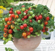 dwarf Tomato Seeds