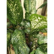 keladi (pokok keladi hutan)