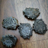 10 Pcs Gac fruit seed / 木鳖果种子 10粒