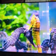 sony 55x85j 電視
