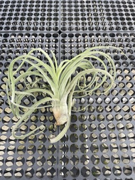 Augustfame - Tillandsia El Guapo (streptophylla x caput-medusae)  空气凤梨 Airplant