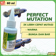 OBAT MUTASI IKAN CHANA PERFECT MUTATION VITAMIN IKAN CHANNA BARCA MARU