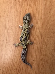 Gecko Mack Snow Bold Stripe ph Tremper Male