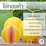 เมล็ดเมล่อนพันธุ์ไข่ทองคำ 100 เมล็ด ตราพยัคฆ์ติดปีก เมล็ดพันธุ์ เนื้อส้ม