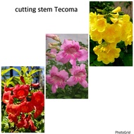 keratan / stem cutting Bunga Tecoma @ Sakura Malaysia