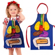 3D Organ Apron, Human Body Organs Apron Awareness Educational Tool Toy for Kids, Anatomy Costume Apr