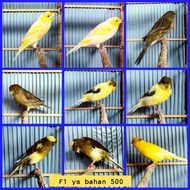 burung kenari f1 ys bahan big postur