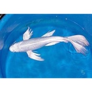 ikan koi metalik slayer 14 -17 cm ekor panjang platinum dan kuning