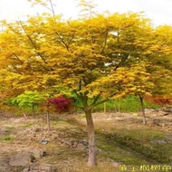 Shaohan Golden Maple Sapling Authentic Jinling Orange Dream Green Bonsai Japanese Four Seasons Red Leaf Maple Sapling Ch