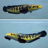 Ikan Predator Chana Yellow Sentarum YS 18-20 cm