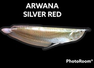 Ikan Arwana Silver Red