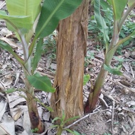 Anak Pokok Pisang Susu