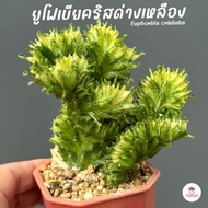 ยูโฟเบียคริสด่างเหลือง สลัดได แลคเทีย กระดูกมังกร Euphorbia cristata กระบองเพชร แคคตัส ไม้อวบน้ำ cactus&amp;succulent