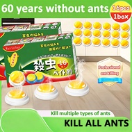【Super strong ant killing bait】 AL Ant killer Ant poison Ant bait Ant killer bait Thoroughly elimina