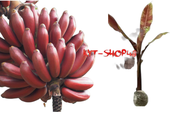 bibit pisang udang / pisang merah unggul | bibit psang merah per 1 pohon | bibit pohon pisang udang