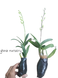 Paket 2 Anggrek Dendrobium Berbunga / Anggrek Dendrobium Spike Knop / Anggrek Dendrobium Spike