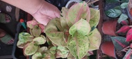 Thailand Aglaonema Emerald, Rare, Lush and Healthy