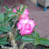 Adenium bonsai Kamboja bonggol besar real pick tanaman hias