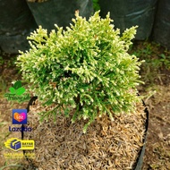 pohon cemara hinoki putih/hinoki silver