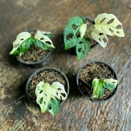 Monstera adansonii variegata jepang - tanaman janda bolong varigata