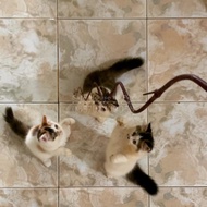 #5 - Open Adopt - Kitten / Anak Kucing - Persia Bukan Anggora - Lucu