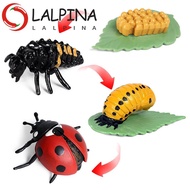 LALPINA Growth Cycle Model Kids Toy For Kid Butterfly Growth Cycle Teaching Material Insect Animals 