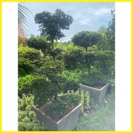 ◶ ✸ ◝ BONSAI GARDEN DECORATIONS BUCSHIDA BUCIDA