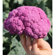 50 Biji Benih Sayur Kembang Depurple Cauliflower Seed - 50 Seed