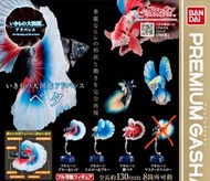 扭蛋 鬥魚 可散買
