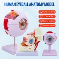 Human Eye Anatomy Model for Teaching, Detachable Children's Simulated Eye Medical Eye Model, 6x Magn