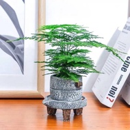 seed Artificial plant Home Decoration Green plants Roti Asparagus hidup dengan baik untuk menumbuhkan pohon kekayaan kal