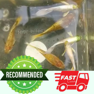 Guppy Golden Ikan Guppy Murah Pair Guppy Fish