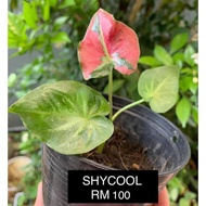 CALADIUM KELADI SHYCOOL THAI/THAILAND/SIAM MURAH