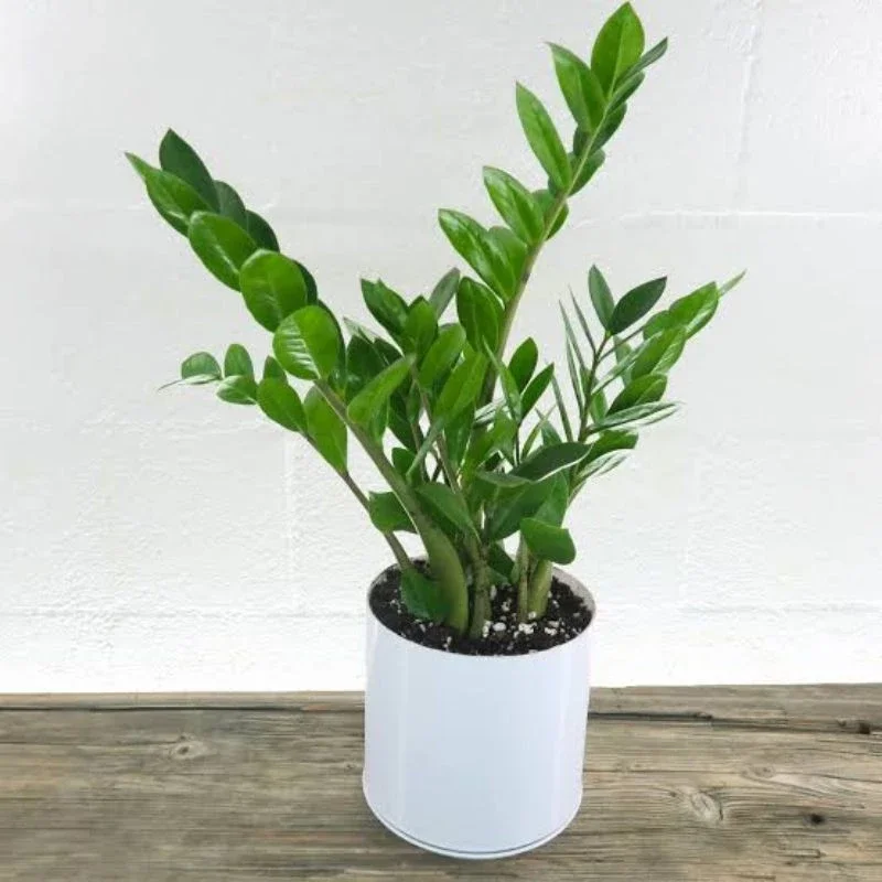 Tanaman hias zamia cucas/zamia green/zamia dollar