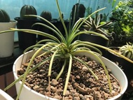 龍舌蘭～吹上錦～Agave ~ stricta variegata