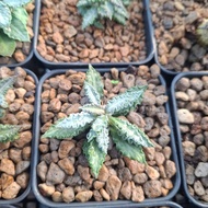 euphorbia blue tulearensis