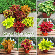 ปลูกง่าย เมล็ดสด100% เมล็ดพันธุ์ โคเลอุส บรรจุ 100 เมล็ด สีผสม Mixed Coleus Seeds เมล็ดดอกไม้ บอนสีราคาถูก เมล็ดบอนสี ต้นไม้มงคล บอนสี ดอกไม้ปลูกสวยๆ เมล็ดพันธุ์ดอกไม้ ไม้ประดับ พันธุ์ดอกไม้ ดอกไม้ปลูก แต่งบ้านและสวน Seeds for planting กล้วยด่าง บอนไซ