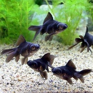 ikan hias koki buldog hitam bagus