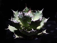 Agave oteroi (FO-076)