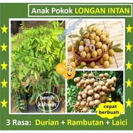 Pokok Besar（3-3.5 kaki） Longan Intan Longan Berlian 钻石龙眼 树苗 Sapling Longan
